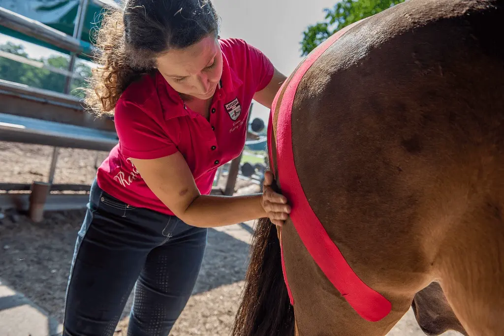 Taping für Pferde, Pferdephysiotherapie